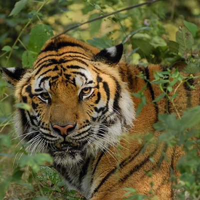 adopt a tiger today